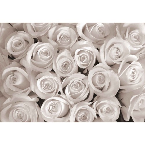 Oaza de trandafirii albi - fototapet