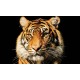 Tigrul - fototapet animale