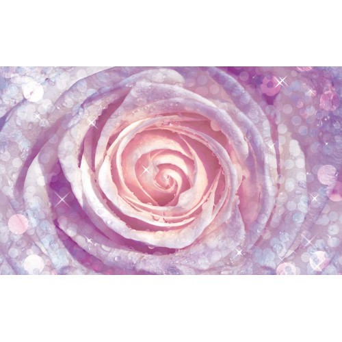 Trandafirul roz-purpuriu - fototapet