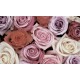 Oaza de trandafiri roz-mov-rosu - fototapet