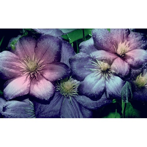 Flori roz, violet - fototapet 