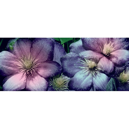 Flori roz, violet - fototapet 