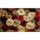 Trandafiri rosii si albi in stil vintage - fototapet