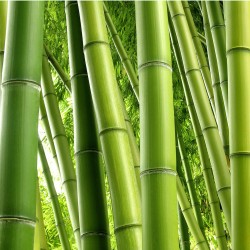 Bamboo - fototapet vlies
