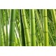 Bamboo - fototapet vlies