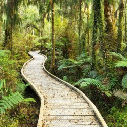 Carare in padurea virgina - fototapet vlies
