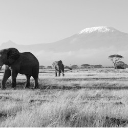 Elefanti. Kilimanjaro - fototapet animale