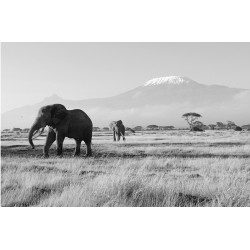 Elefanti. Kilimanjaro - fototapet animale
