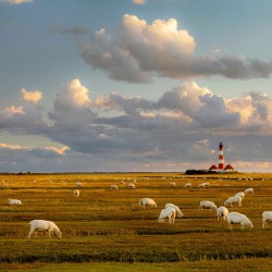 Farul din Marea Nordului - fototapet far și animale