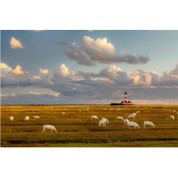 Farul din Marea Nordului - fototapet far și animale