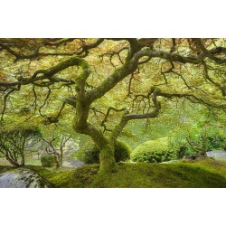 Gradina japoneza - fototapet vlies