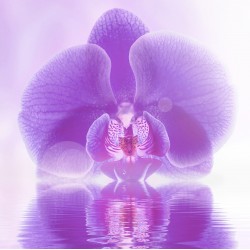 Orhideea violet pe apa - fototapet vlies
