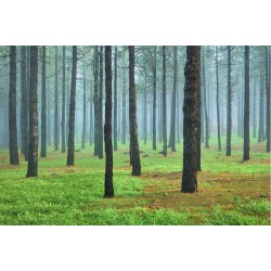 Padurea de pini - fototapet vlies