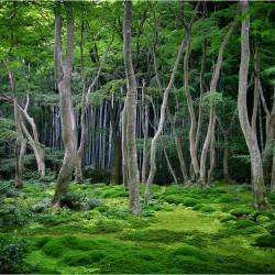 Padurea japoneza - fototapet vlies