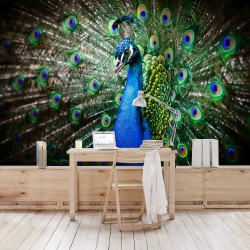 Păunul regal - fototapet animale