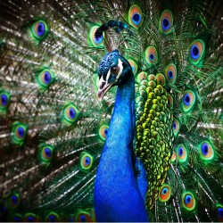 Păunul regal - fototapet animale