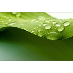 Fototapet picaturile naturii