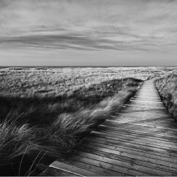 Poteca prin dunele de nisip. Peisaj monocrom - fototapet vlies