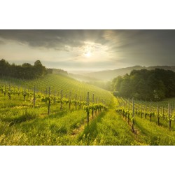 Raze de soare din podgorie - fototapet vlies