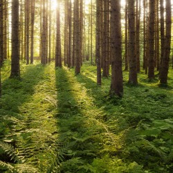 Raze de soare in padurea verde - fototapet vlies