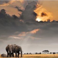 Savana elefantului - fototapet animale