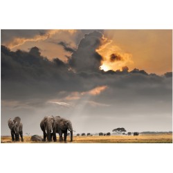 Savana elefantului - fototapet animale