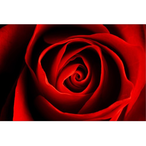 Trandafir rosu aprins - fototapet vlies
