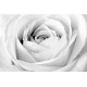 Trandafirul alb - fototapet vlies