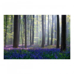 O zi de primăvară în pădure - fototapet vlies
