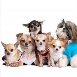 Fototapet Chihuahua