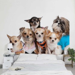 Fototapet Chihuahua