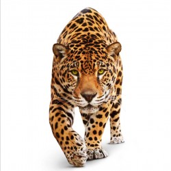Jaguar înfiorător - fototapet animale