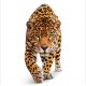 Jaguar înfiorător - fototapet animale