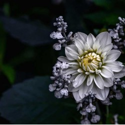 Dahlia albă - fototapet vlies