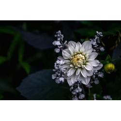 Dahlia albă - fototapet vlies