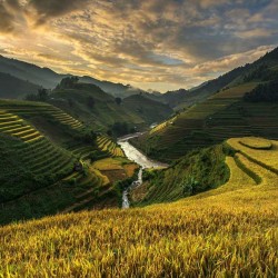 Plantații de orez din Vietnam - fototapet vlies