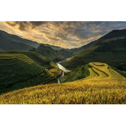 Plantații de orez din Vietnam - fototapet vlies