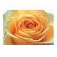 Fototapet floral Trandafir romantic - 400x280cm