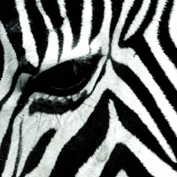 Fototapet vlies Zebra - 384x255cm