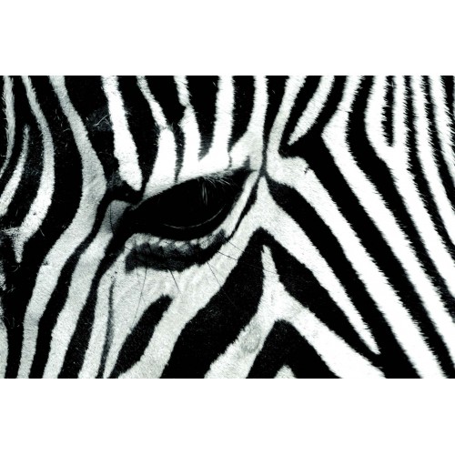 Fototapet vlies Zebra - 384x255cm