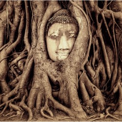 Buddha in radacini de copaci - fototapet vlies