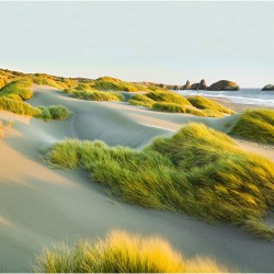 Dune de nisip si iarba la mare - fototapet vlies