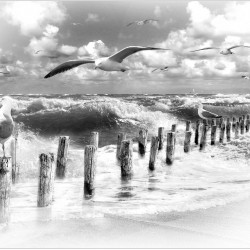 Insula Sylt alb-negru - fototapet pescăruși