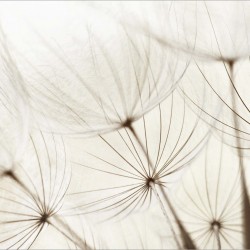 Linistea papadiei - fototapet vlies