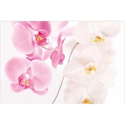 Orhidee delicata - fototapet vlies