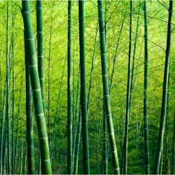 Padurea de bamboo - fototapet vlies