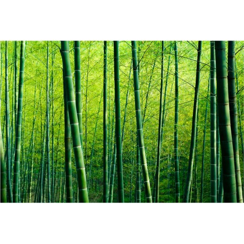 Padurea de bamboo - fototapet vlies