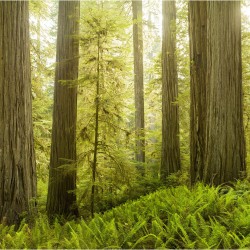 Padurea din Redwood - fototapet vlies