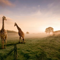 Decor cu girafe - fototapet animale