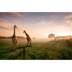Decor cu girafe - fototapet animale